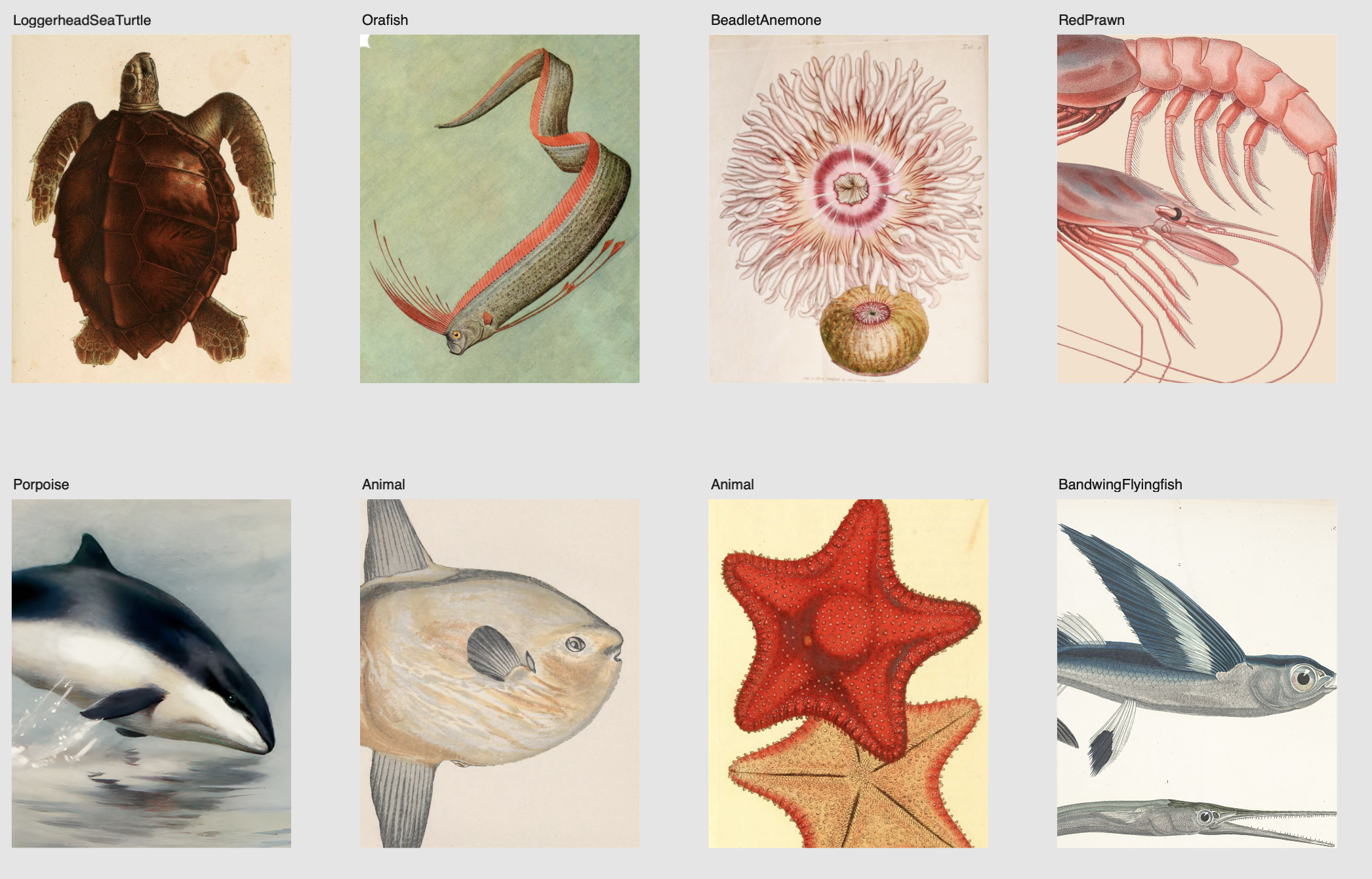 8 historical animal drawings in two rows. Showing a Loggerhead Sea Turtle, a Orafish, a Beadlet Anemone, Red Prawn, Porpoise, a flat fish with long fins, a starfish and a Bandwing Flyingfish.