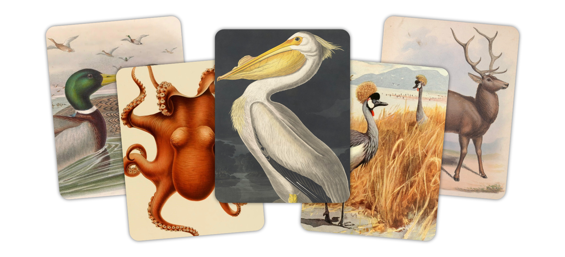 Five overlapping cards of vintage animal drawings in one row. The show a Mallard, an octopus, a white pelican, a Black Crowned Crane and a Barbary stag.