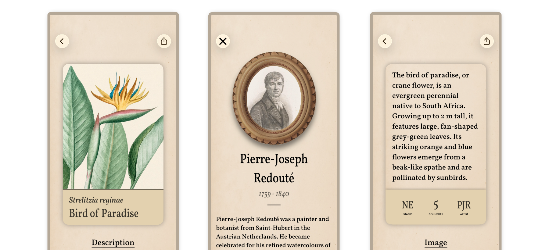 Three screenshots of Art of Flora next to each other. The first one shows a the card of the Bird of Paradise flower, with its name and scientific name (Strelitzia reginae). The center one shows the artist profile of Pierre-Joseph Redute. This screen has a framed picture of him, over his name, his life and death years (1759 - 1840) and a short text about him. The third and last screen shows the back of the Bird of Paradise card, with a short description, the conservation status (Not Evaluated), in how many countries it can be found (5) and the artist (Pierre Joseph Redute).