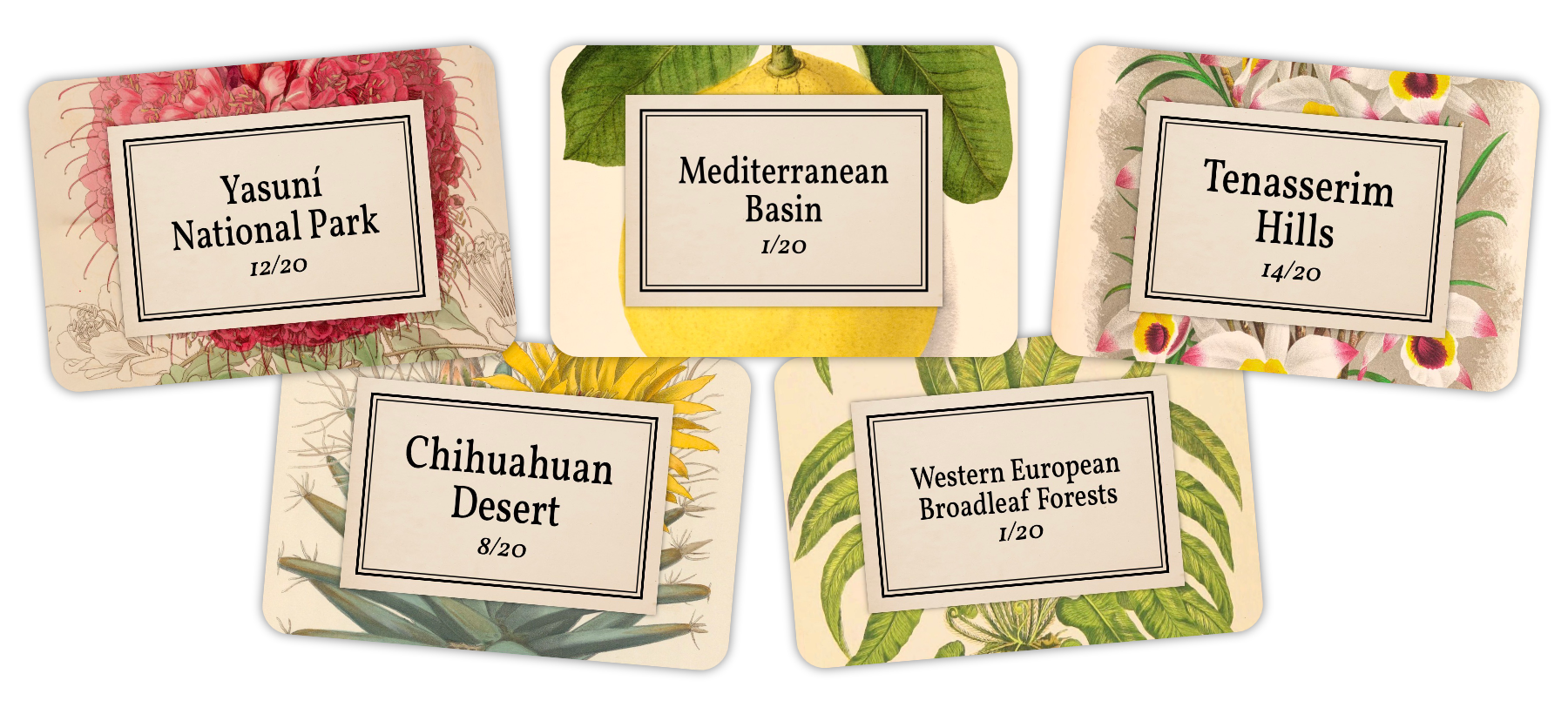 5 cards showing the 5 puzzle packs in Flora. Each of them has a botanical illustration in the background with a text covering it. The packs are: "Yasuni National Park", "Mediterranean Basin" "Tenasserim Hills", "Chihuahuan Desert" and "Western European Broadleaf Forests"