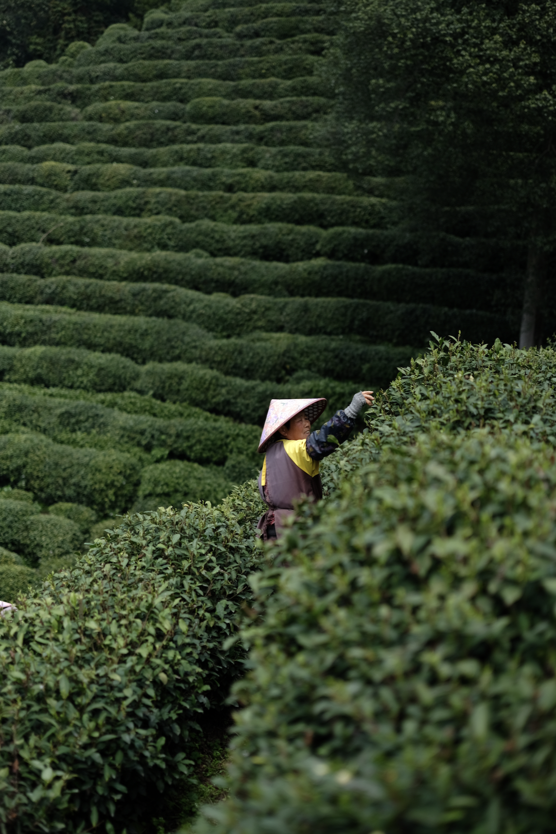 A tea picker wearing a conical hat reaches into lush green tea bushes on a hillside plantation, surrounded by neatly sculpted rows of tea plants."
