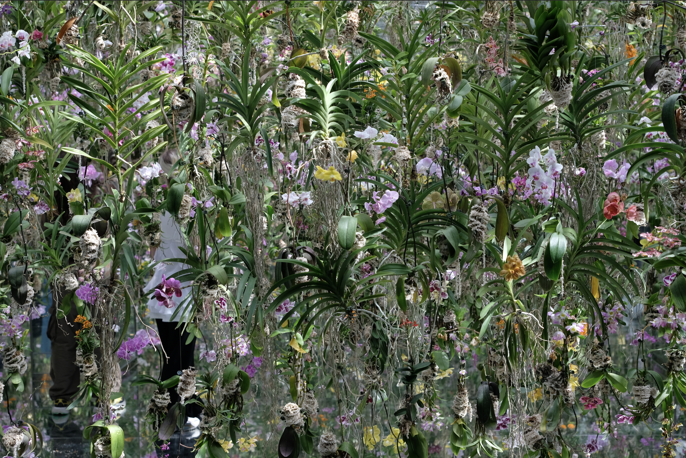 A dense, immersive installation of suspended orchids with exposed roots and moss, blooming in pink, purple, yellow, and white, with visitors partially visible behind the hanging plants.